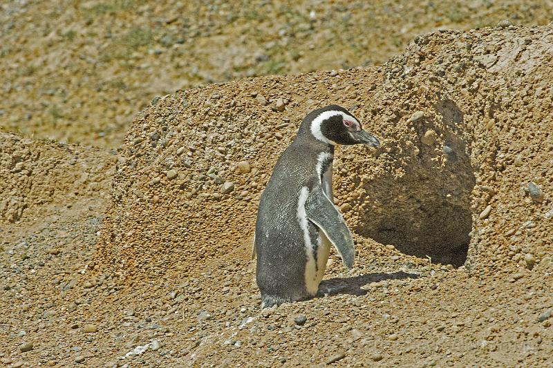 20071209 120158 D2X 4200x2800.jpg - Penguin, Puerto Madryn.  There may be a baby at the bottom of the burrow!!